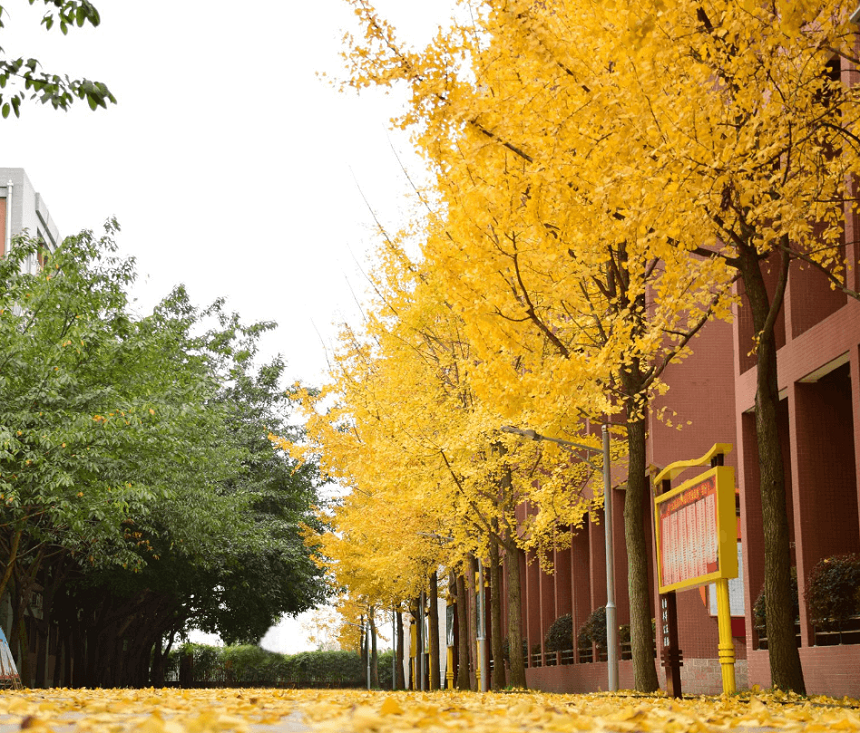 電子科技大學實驗中學2019年中考錄取分數(shù)線是多少？